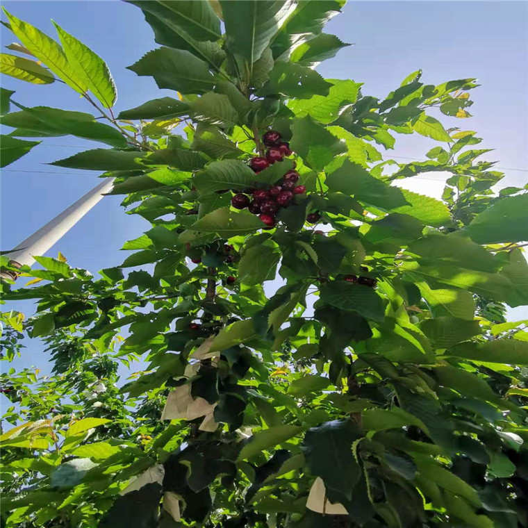 广西玛瑙红樱桃树苗厂家***，玛瑙红樱桃树苗新品种